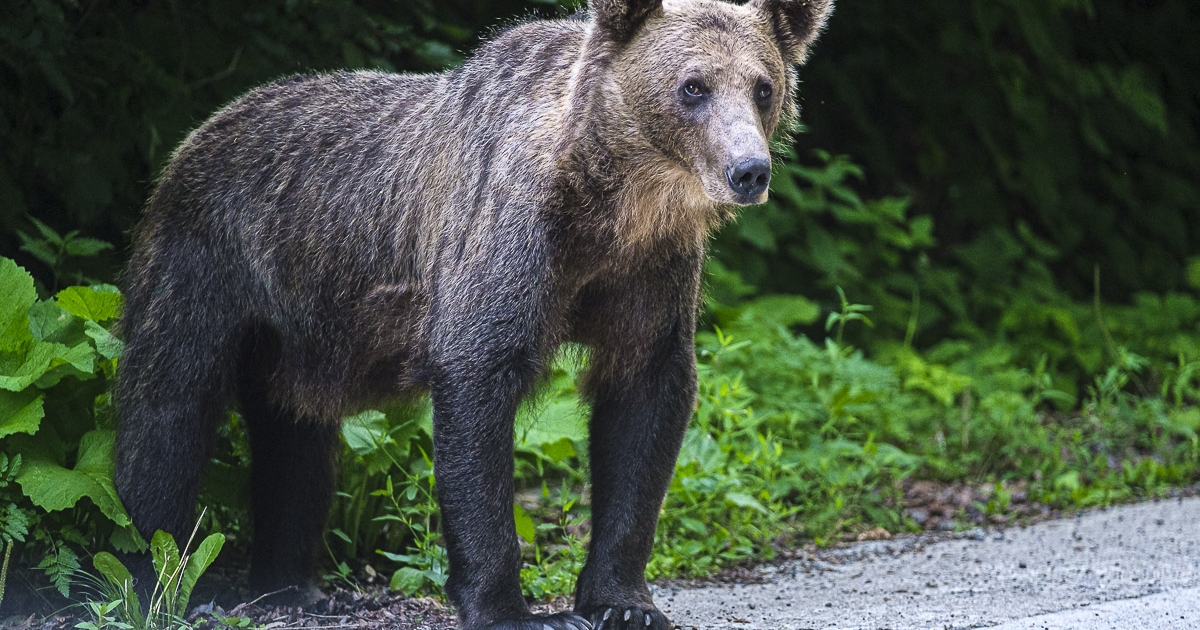 Medve járt a Pacsirta sétányon, a Ro-Alert után kiérkező vadászok már hőkamerával sem találták